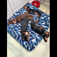 Dachshund (Standard &amp; Miniature) - Both