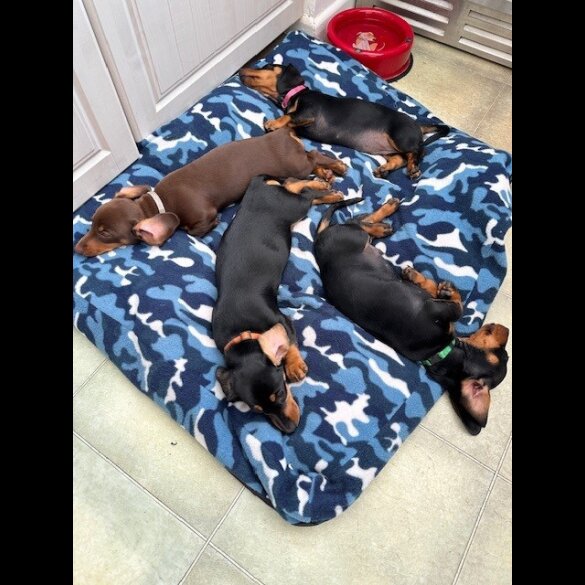 Dachshund (Standard &amp; Miniature) - Both