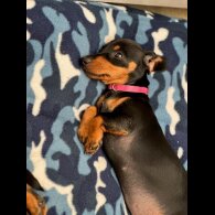 Dachshund (Standard &amp; Miniature) - Both