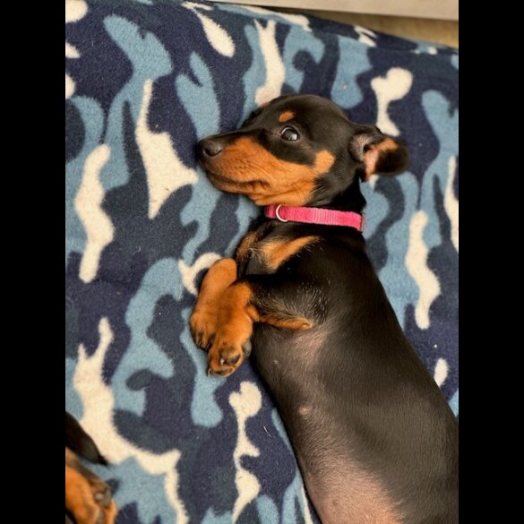 Dachshund (Standard &amp; Miniature) - Both