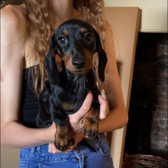 Dachshund (Standard &amp; Miniature) - Both