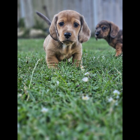 Dachshund (Standard &amp; Miniature) - Both