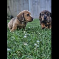 Dachshund (Standard &amp; Miniature) - Both