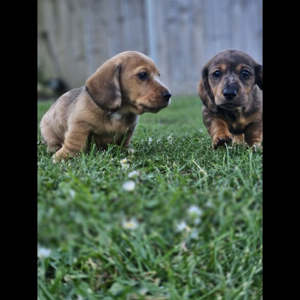 Dachshund (Standard &amp; Miniature) - Both
