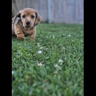 Dachshund (Standard &amp; Miniature) - Both
