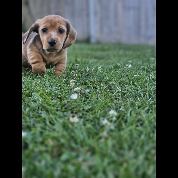 Dachshund (Standard &amp; Miniature) - Both