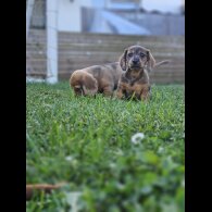 Dachshund (Standard &amp; Miniature) - Both