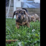Dachshund (Standard &amp; Miniature) - Both