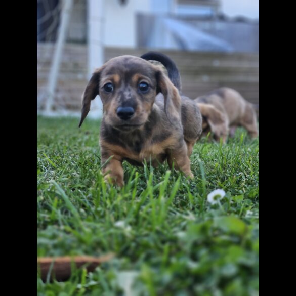 Dachshund (Standard &amp; Miniature) - Both