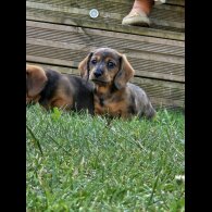 Dachshund (Standard &amp; Miniature) - Both