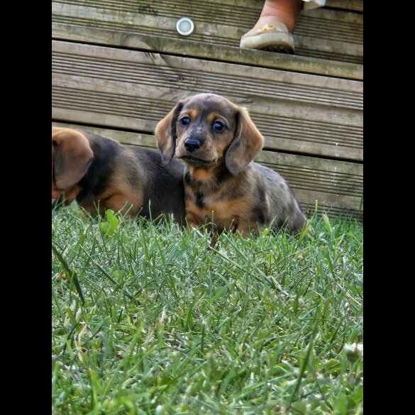 Dachshund (Standard &amp; Miniature) - Both