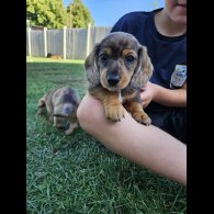 Dachshund (Standard &amp; Miniature) - Both