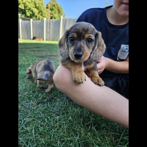 Dachshund (Standard &amp; Miniature) - Both