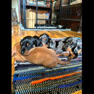 Dachshund (Standard &amp; Miniature) - Both