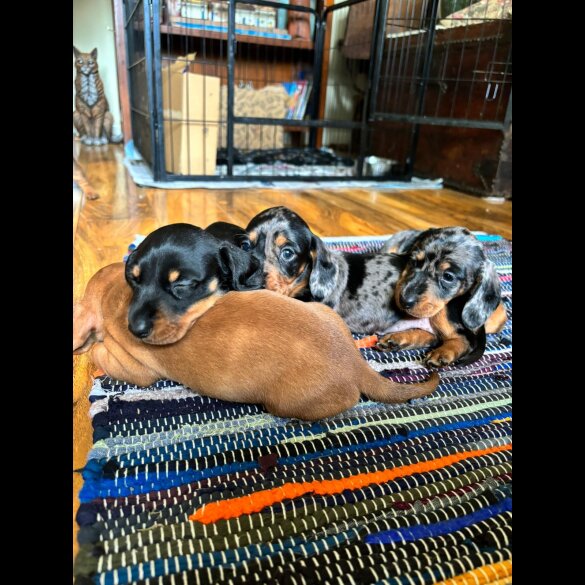 Dachshund (Standard &amp; Miniature) - Both