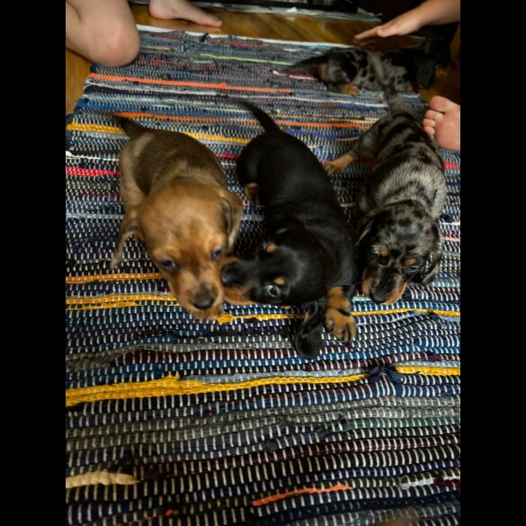Dachshund (Standard &amp; Miniature) - Both