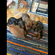 Dachshund (Standard &amp; Miniature) - Both