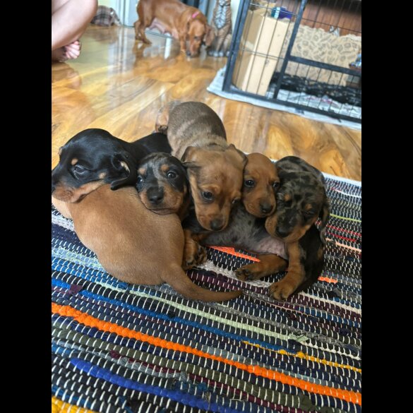 Dachshund (Standard &amp; Miniature) - Both