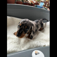 Dachshund (Standard &amp; Miniature) - Both