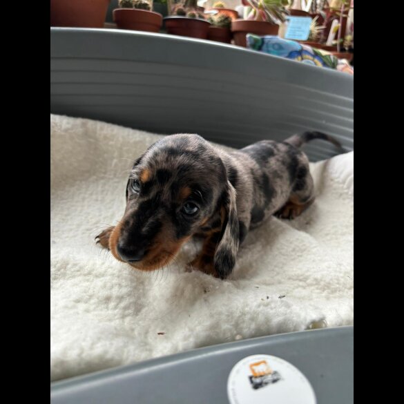 Dachshund (Standard &amp; Miniature) - Both