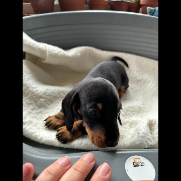Dachshund (Standard &amp; Miniature) - Both