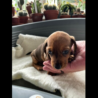 Dachshund (Standard &amp; Miniature) - Both