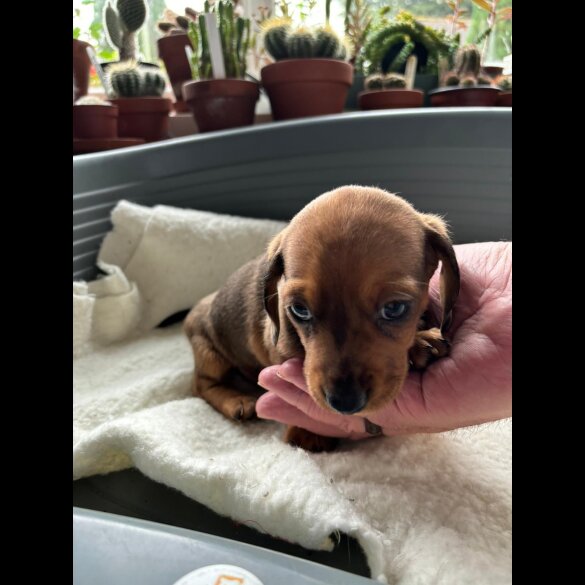Dachshund (Standard &amp; Miniature) - Both