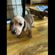 Dachshund (Standard &amp; Miniature) - Both