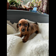 Dachshund (Standard &amp; Miniature) - Both