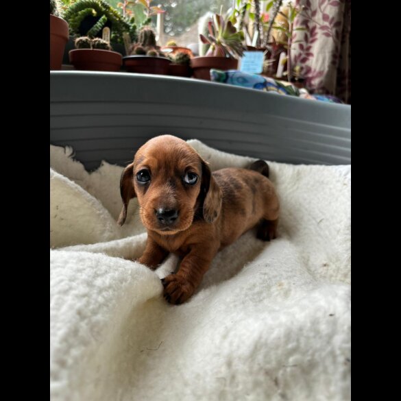 Dachshund (Standard &amp; Miniature) - Both