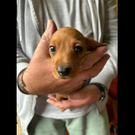 Dachshund (Standard &amp; Miniature) - Both