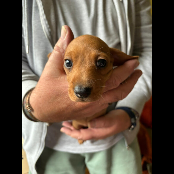 Dachshund (Standard &amp; Miniature) - Both