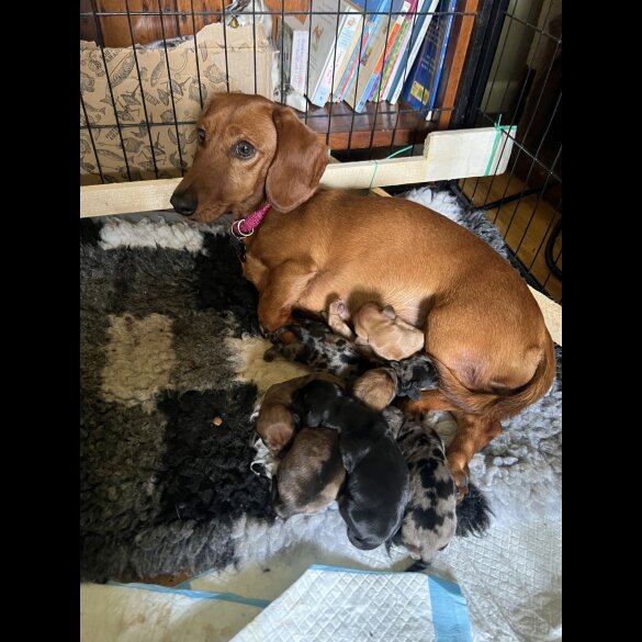 Dachshund (Standard &amp; Miniature) - Both