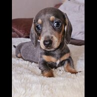 Dachshund (Standard &amp; Miniature) - Both