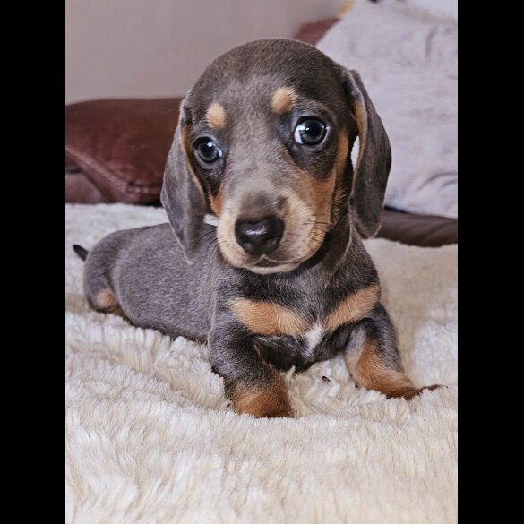 Dachshund (Standard &amp; Miniature) - Both