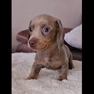 Dachshund (Standard &amp; Miniature) - Both