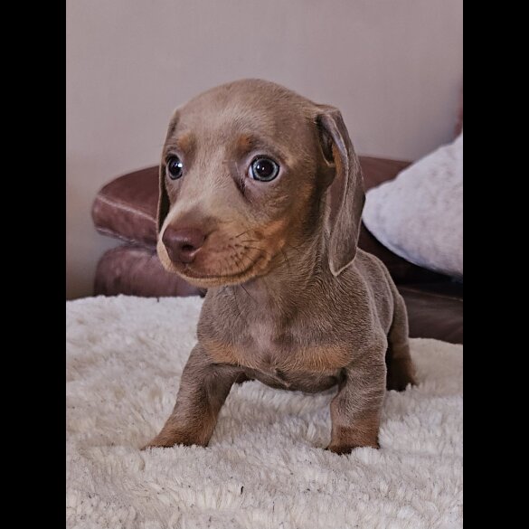 Dachshund (Standard &amp; Miniature) - Both