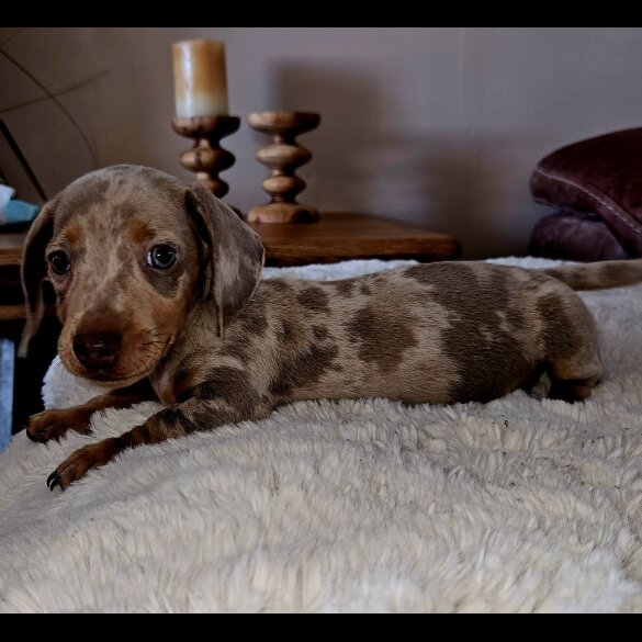 Dachshund (Standard &amp; Miniature) - Both
