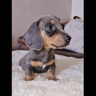Dachshund (Standard &amp; Miniature) - Both