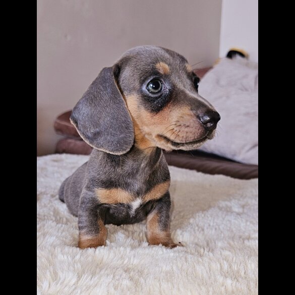 Dachshund (Standard &amp; Miniature) - Both