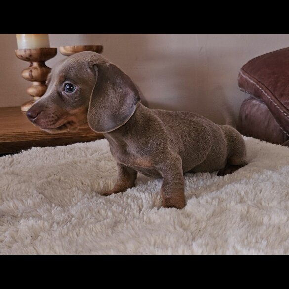 Dachshund (Standard &amp; Miniature) - Both