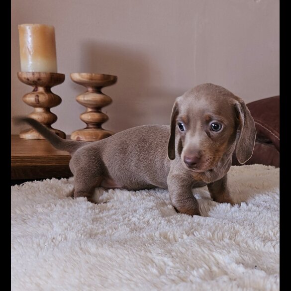 Dachshund (Standard &amp; Miniature) - Both