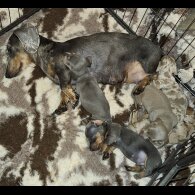 Dachshund (Standard &amp; Miniature) - Both