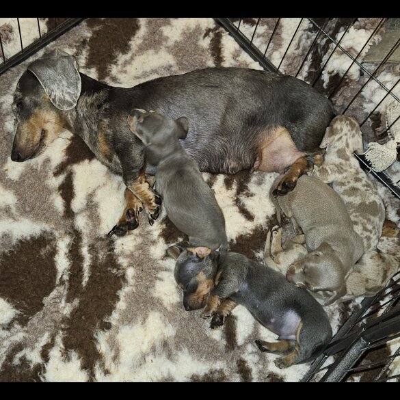 Dachshund (Standard &amp; Miniature) - Both