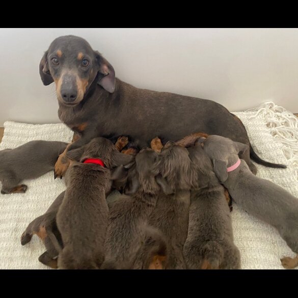 Dachshund (Standard &amp; Miniature) - Dogs