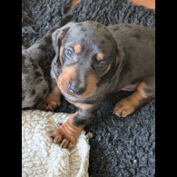 Dachshund (Standard &amp; Miniature) - Both