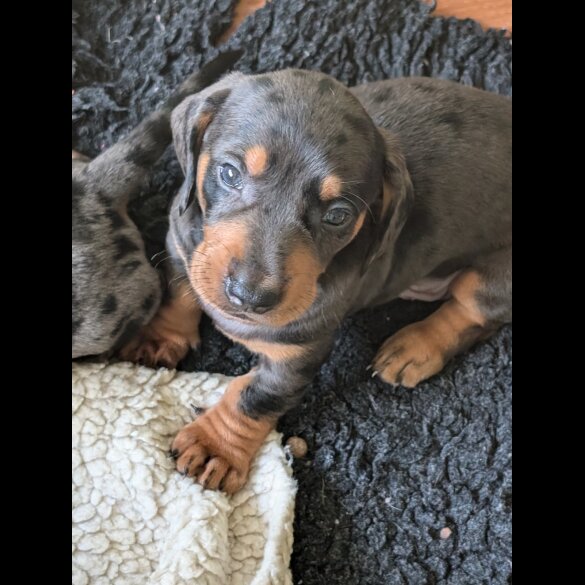 Dachshund (Standard &amp; Miniature) - Both