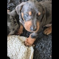 Dachshund (Standard &amp; Miniature) - Both