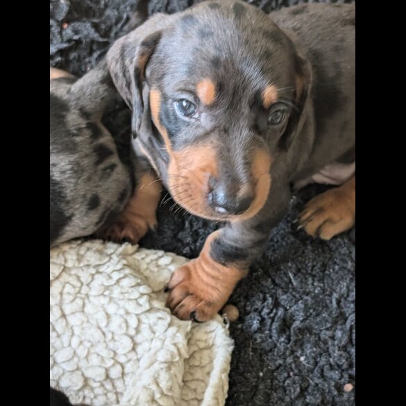 Dachshund (Standard &amp; Miniature) - Both