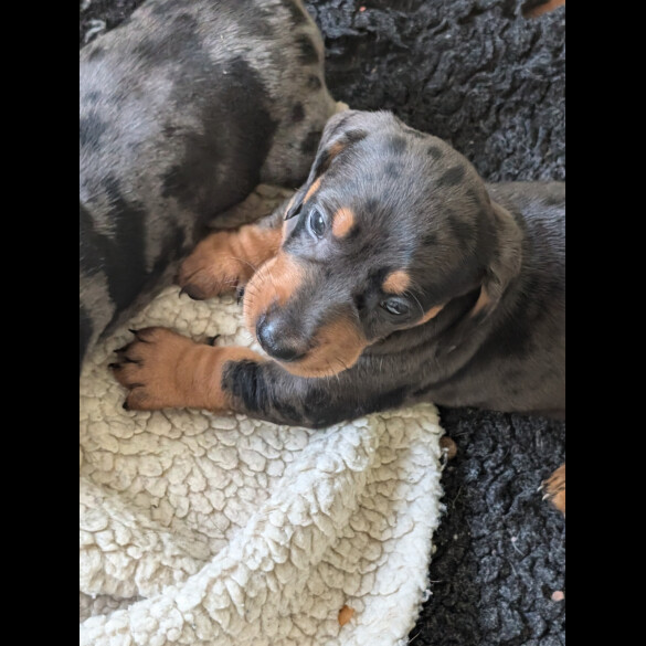 Dachshund (Standard &amp; Miniature) - Both